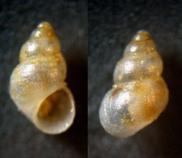 2) Conferma Setia beniamina